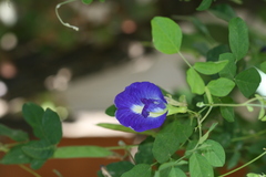 Clitoria ternatea